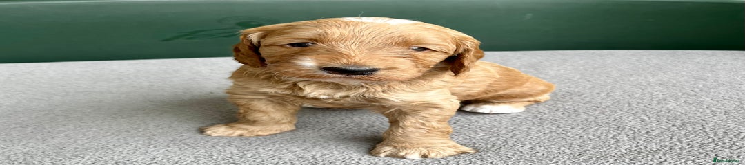 Double Doodle Miss Gold