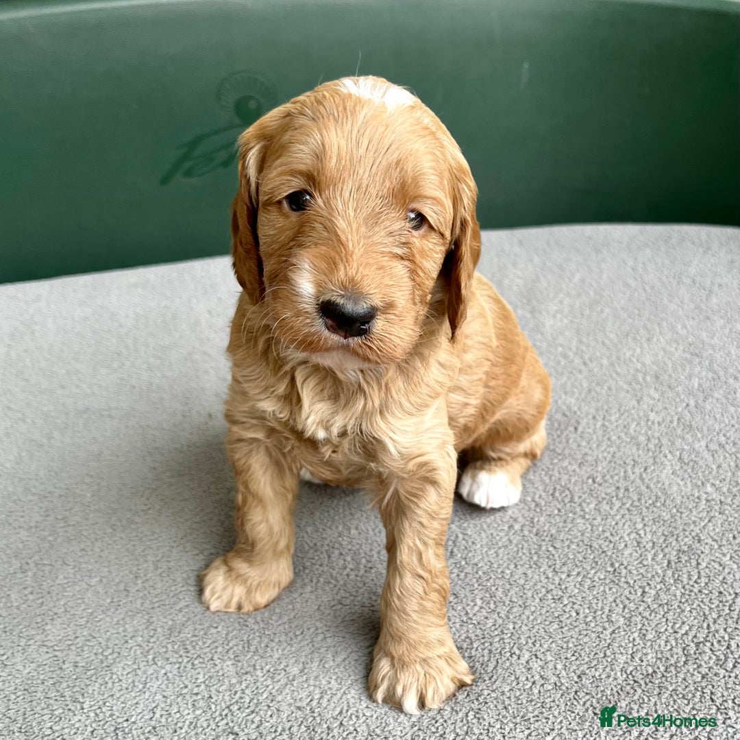 Double Doodle dogs for sale: Beautiful Double Doodle Puppies - Image 6