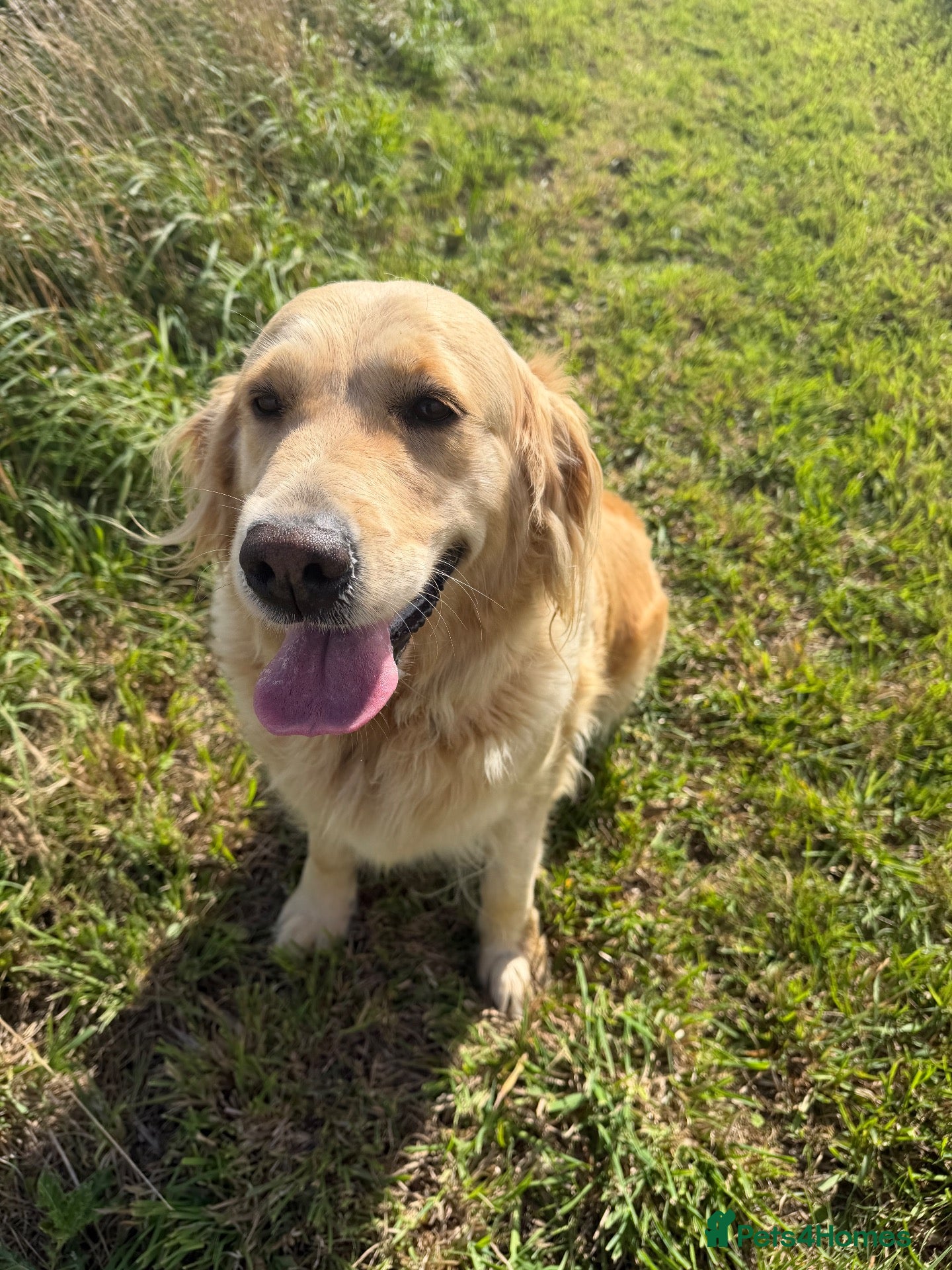 Golden Retriever dogs Gorgeous loving golden retriever girl - Advert 1