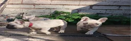 French Bulldog dogs for sale: Gorgeous frenchies. 3 girls left - Advert 11