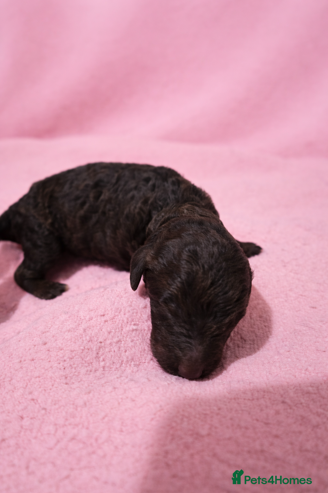 Standard Poodle dogs for sale: Exceptional Standard Poodle Puppies - Advert 6