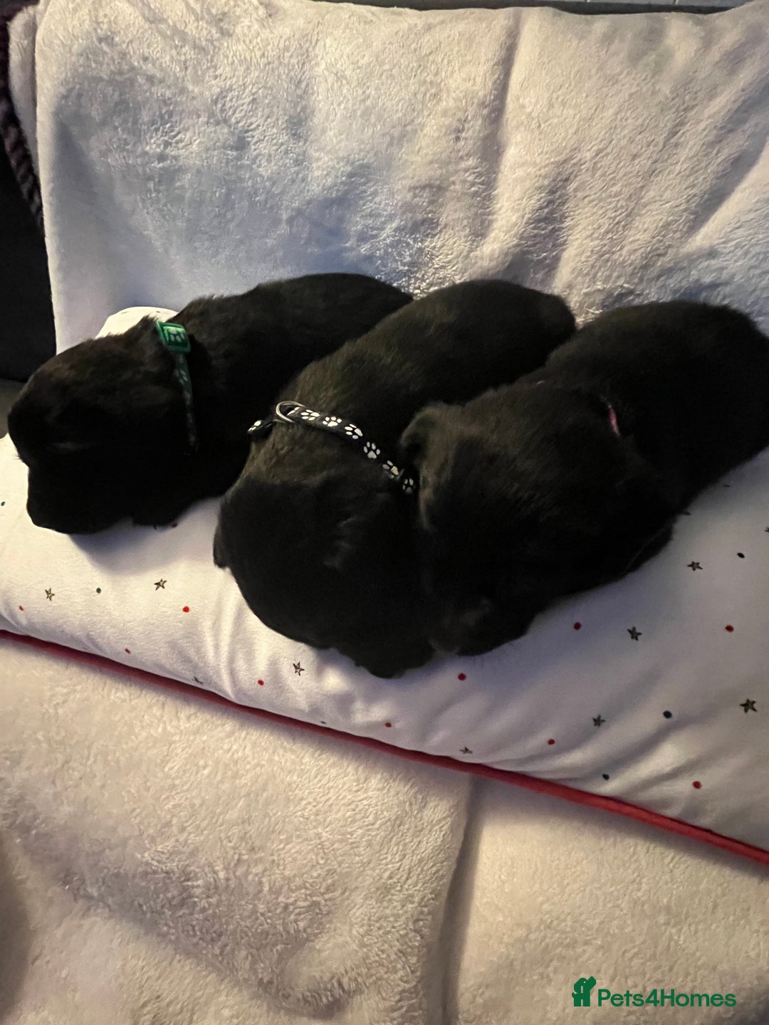 Labrador Retriever dogs for sale: 3 beautiful black Labrador retrievers - Advert 7