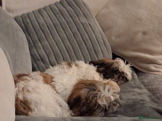 Shih Tzu dogs for sale - Advert 1