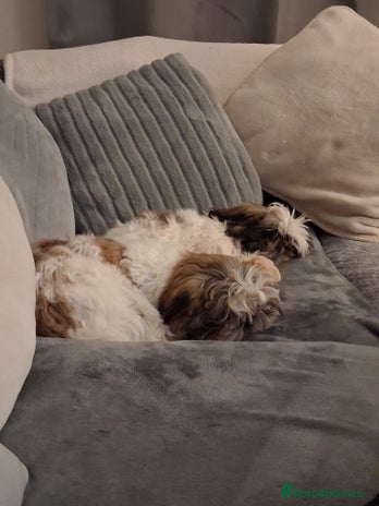 Shih Tzu dogs - Advert 1