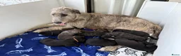 Irish Wolfhound dogs for sale: Stunning Irish Wolfhound Pups  - Advert 5