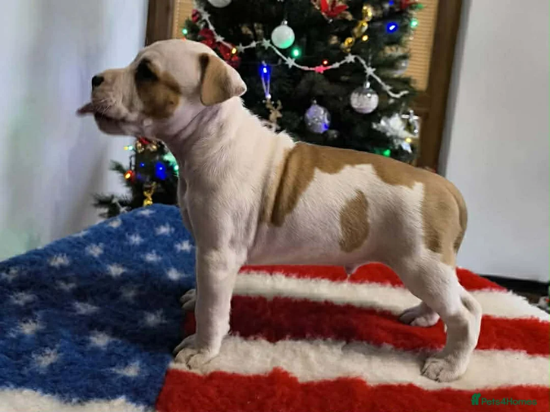 Staffordshire Bull Terrier dogs for sale: ❤️ beautiful Staffordshire puppies 🐶 - Advert 6