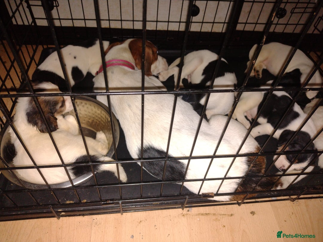 Mixed Breed dogs for sale: Cavajacks for sale - Image 3