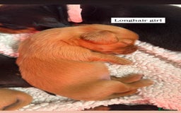 Miniature Dachshund dogs for sale: Beautiful miniature dachunds smooth/long coat - Image 4