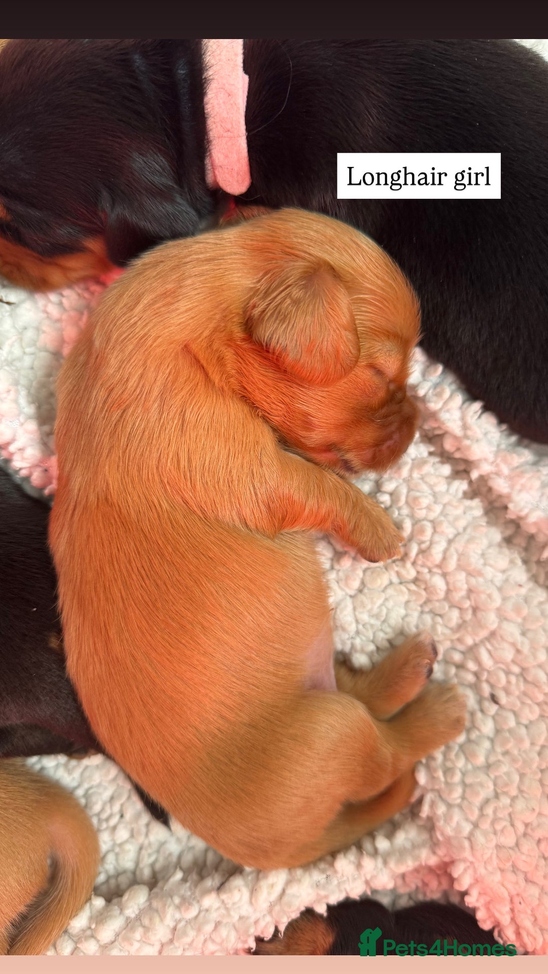 Miniature Dachshund dogs for sale: Beautiful miniature dachunds smooth/long coat - Image 4