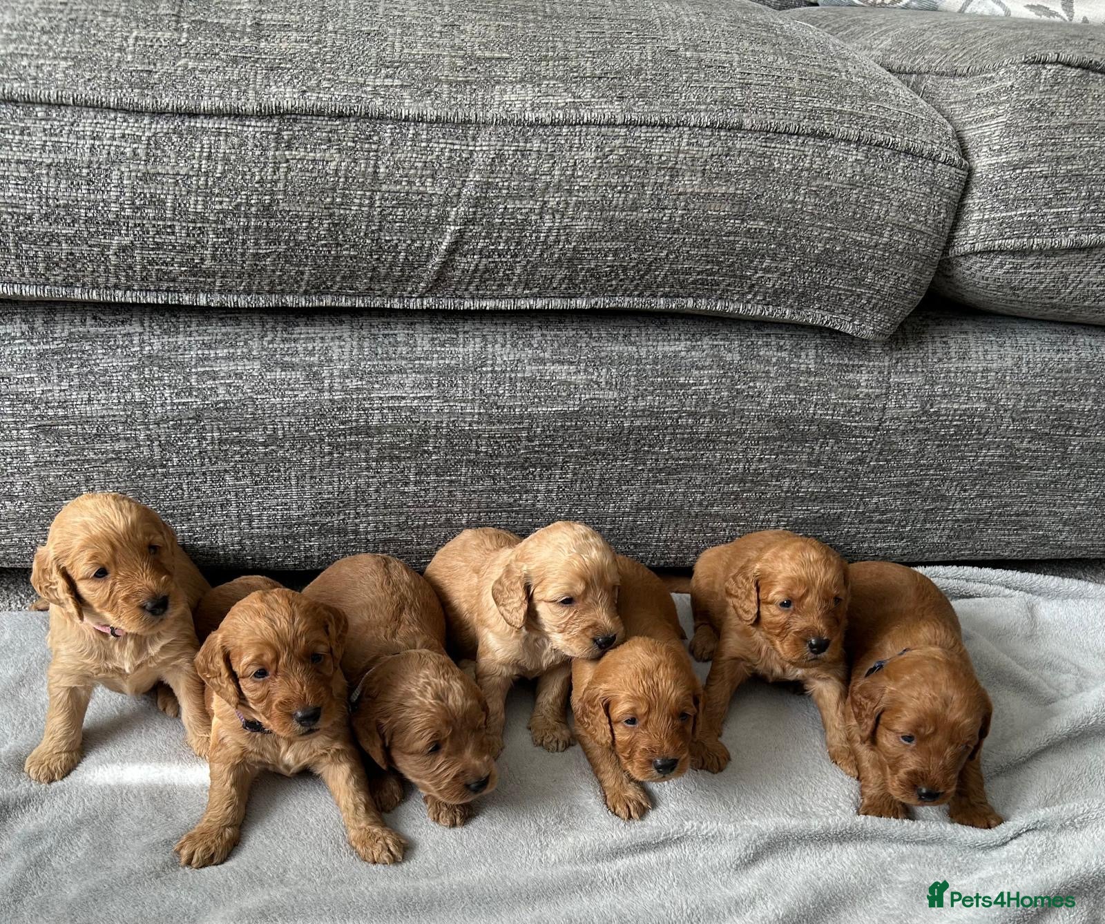 Cockapoo dogs Stunning F1 Cockapoo’s - Advert 1