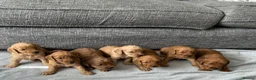 Cockapoo dogs for sale: Stunning F1 Cockapoo’s - Advert 1