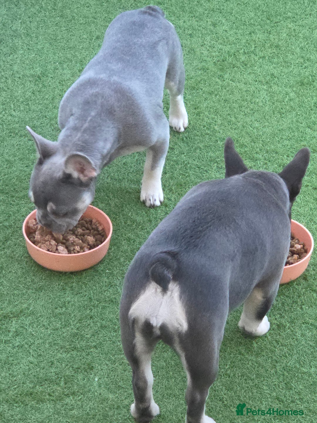 French Bulldog dogs for sale: 2 stunning blue/lilac frenchie puppies female - Advert 5
