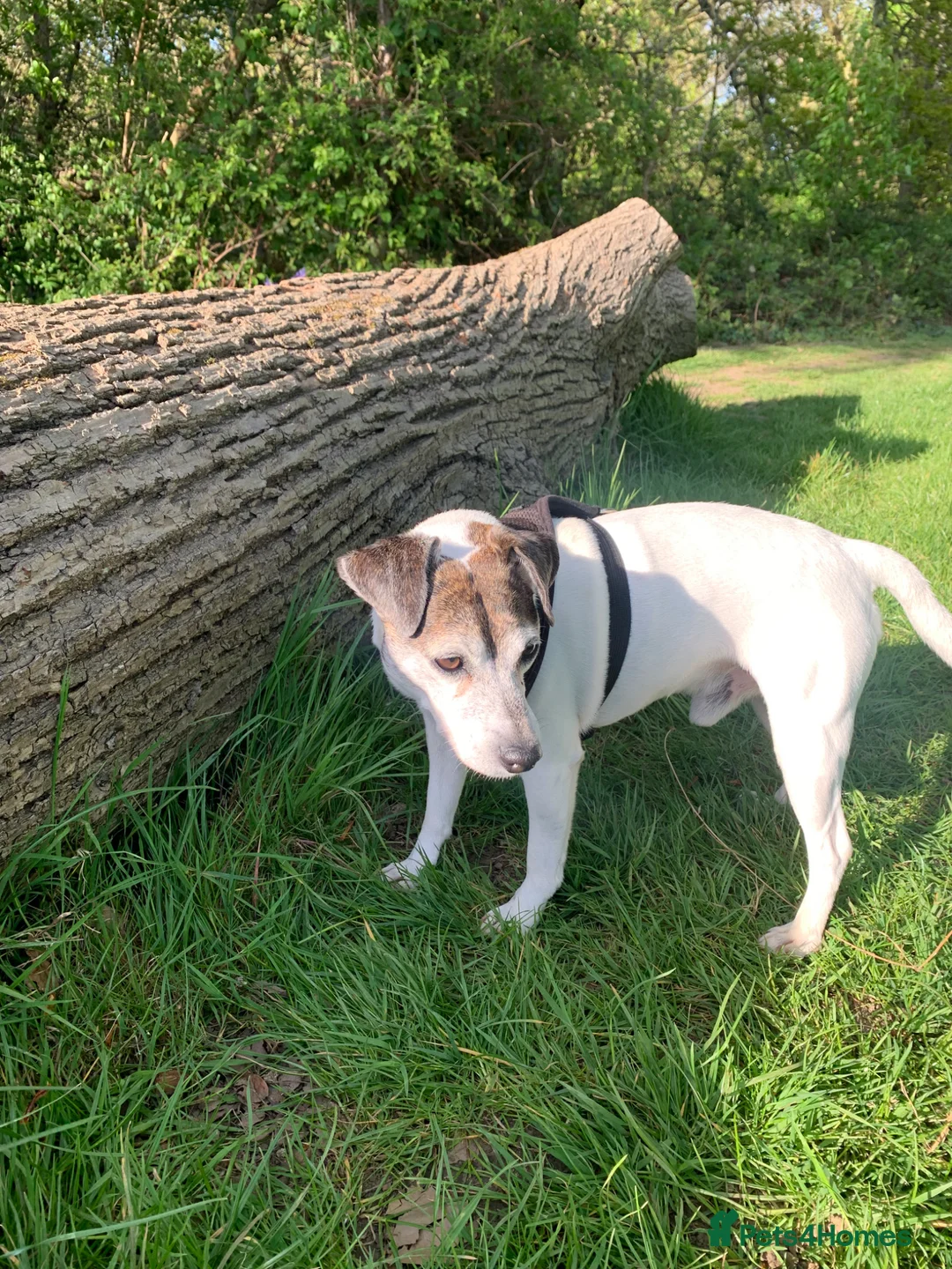 Jack Russell dogs for stud: Alfie in Northolt - Advert 6
