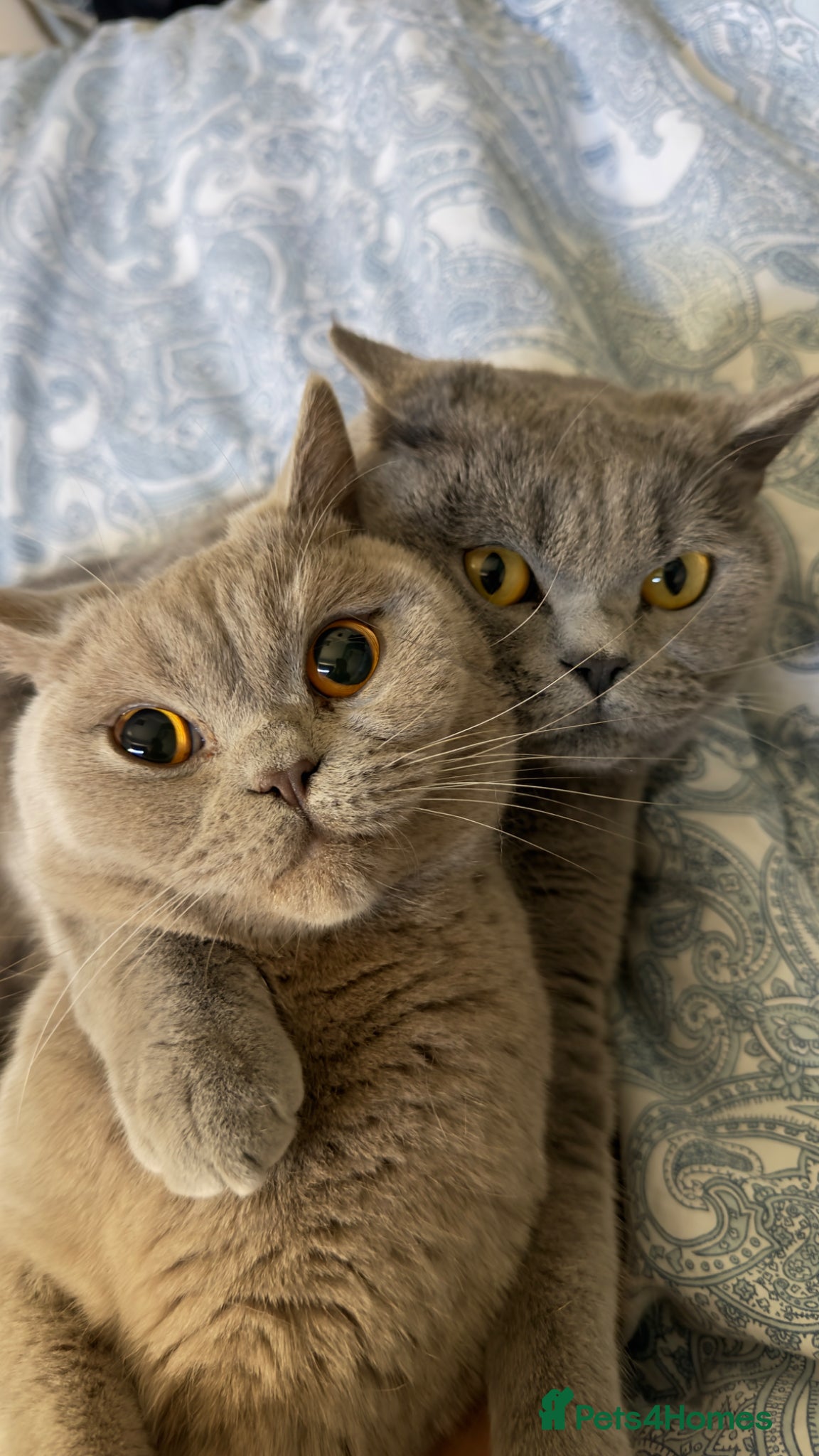 British Shorthair cats for sale: Beautiful British Shorthair Pair (M&F) - Advert 1