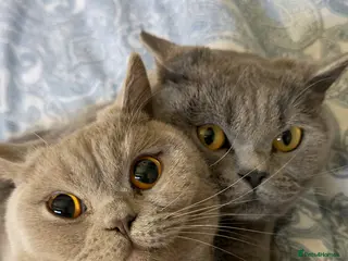 British Shorthair cats Beautiful British Shorthair Pair (M&F) - Advert 1