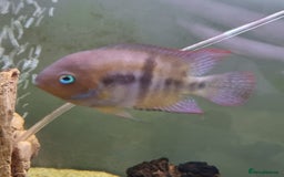 Other/Mixed Breed fish for sale: Fish For Sale - Image 2