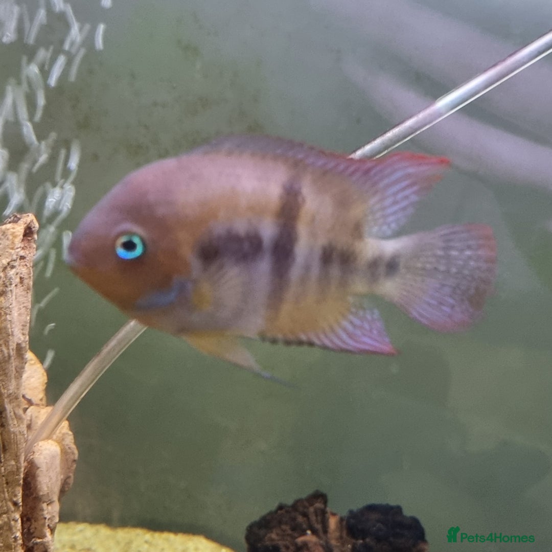 Other/Mixed Breed fish for sale: Fish For Sale - Image 2
