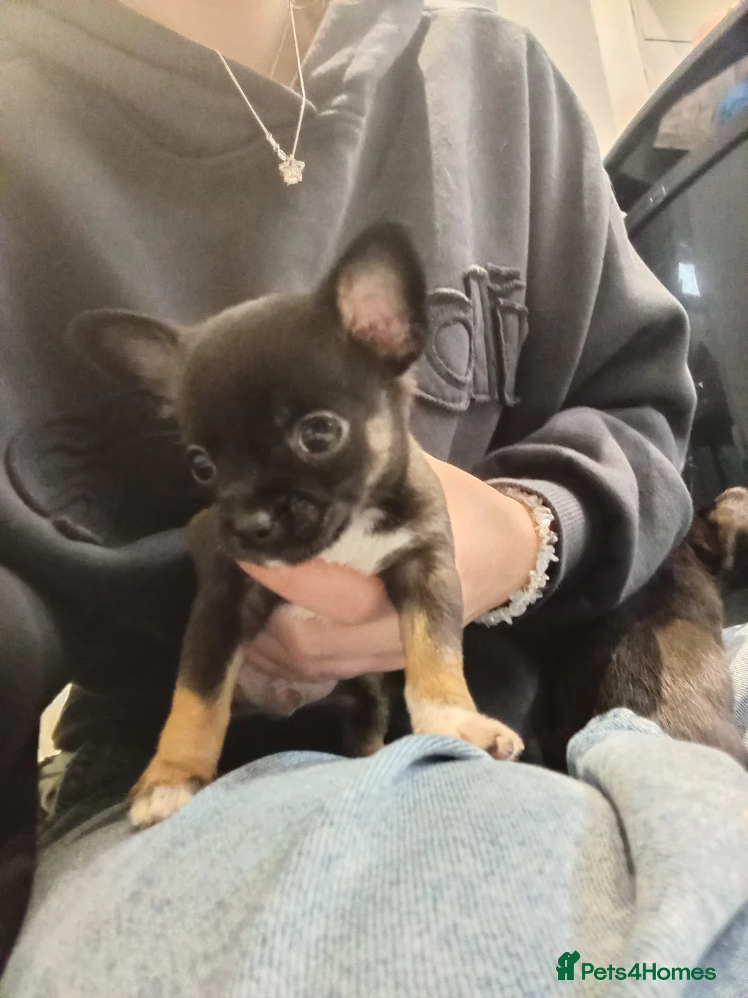 Chihuahua dogs for sale: 5 chihuahua puppies - Advert 17