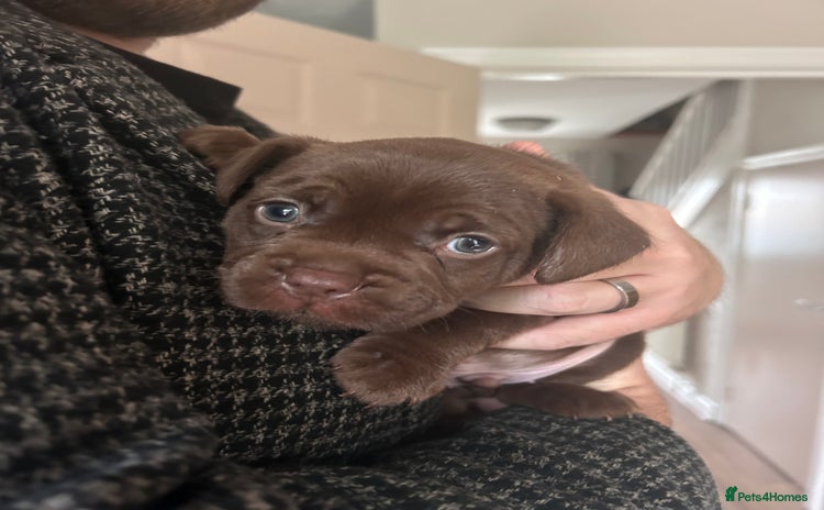 Mixed Breed dogs French bulldog x patterdale terrier puppy  - Advert 16