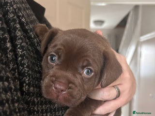 Mixed Breed dogs for sale: French bulldog x patterdale terrier puppy - Advert 1