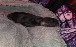 French Bulldog dogs for sale: 5 beautiful male french bulldog puppies  - Image 4