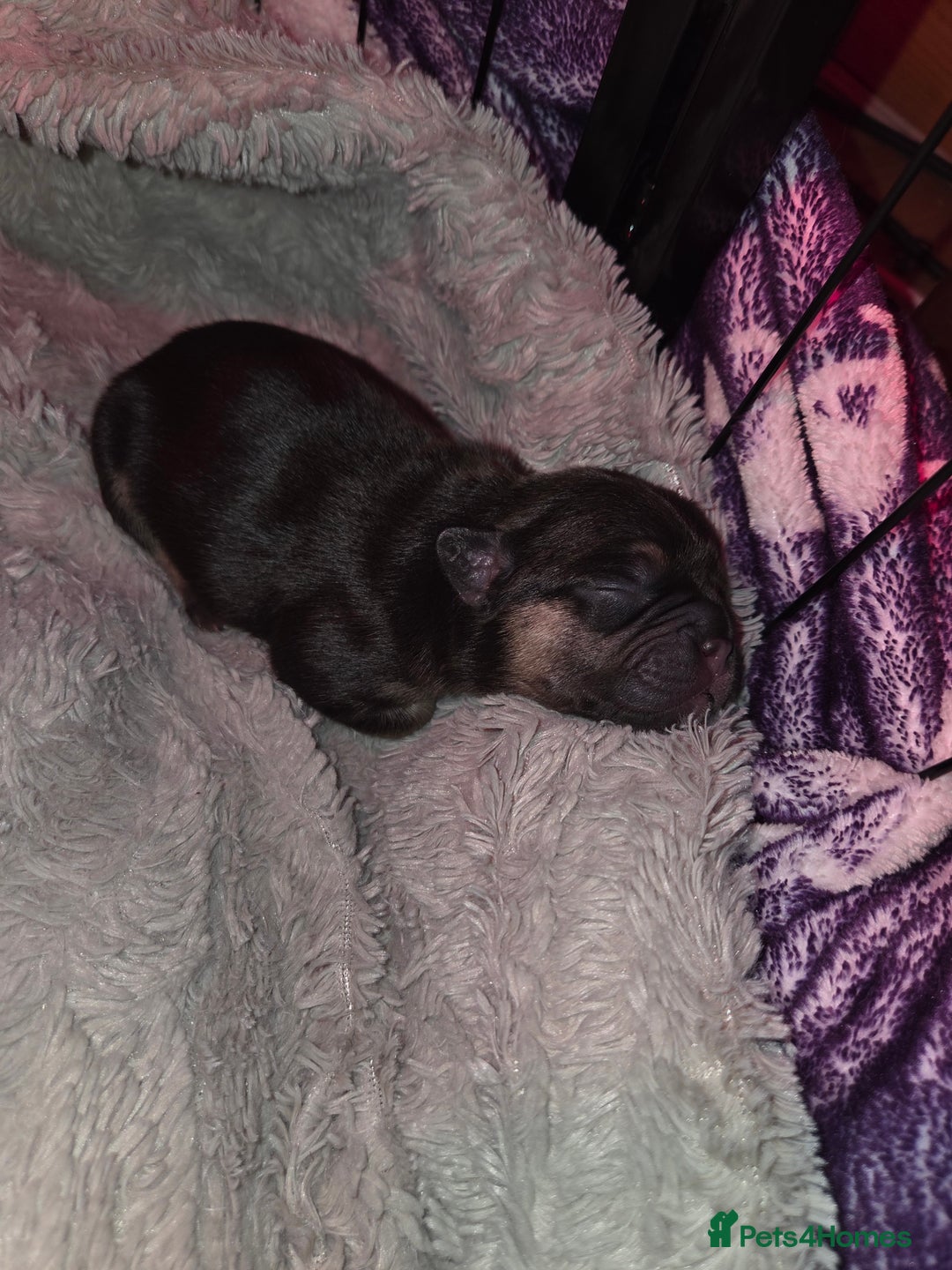 French Bulldog dogs for sale: 5 beautiful male french bulldog puppies  - Image 4