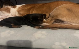 Mixed Breed dogs for sale: Miniature dachshund X French bulldog  - Image 30