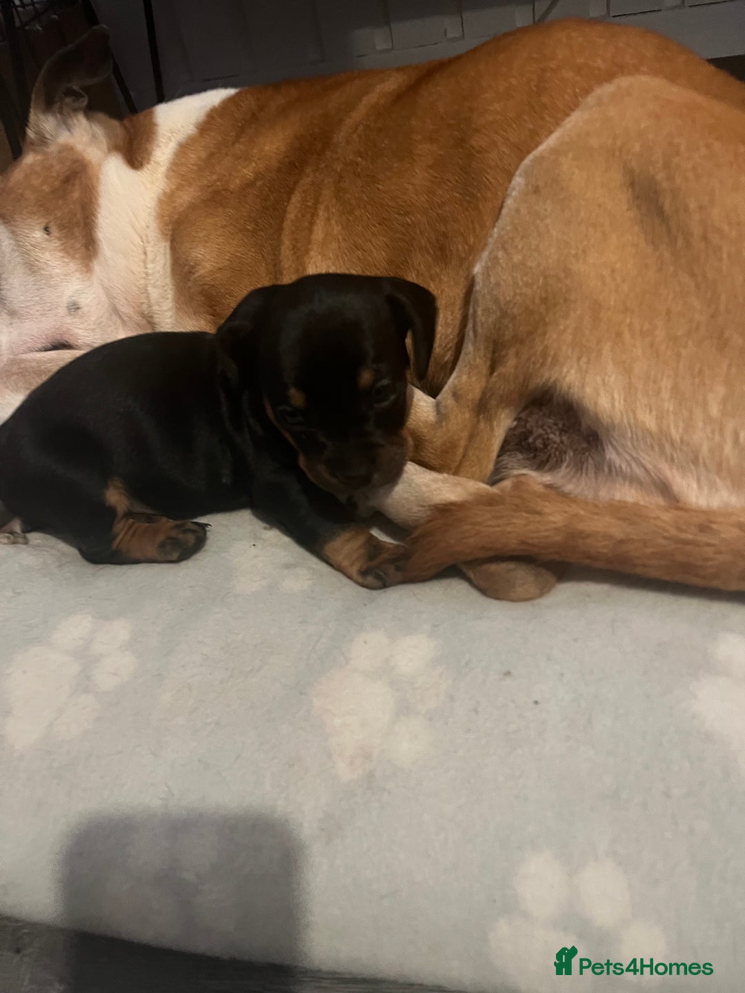Mixed Breed dogs for sale: Miniature dachshund X French bulldog  - Image 30