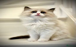 Ragdoll cats for sale: Exquisite Seal Bicolour Ragdoll Boys dolly face - Image 2