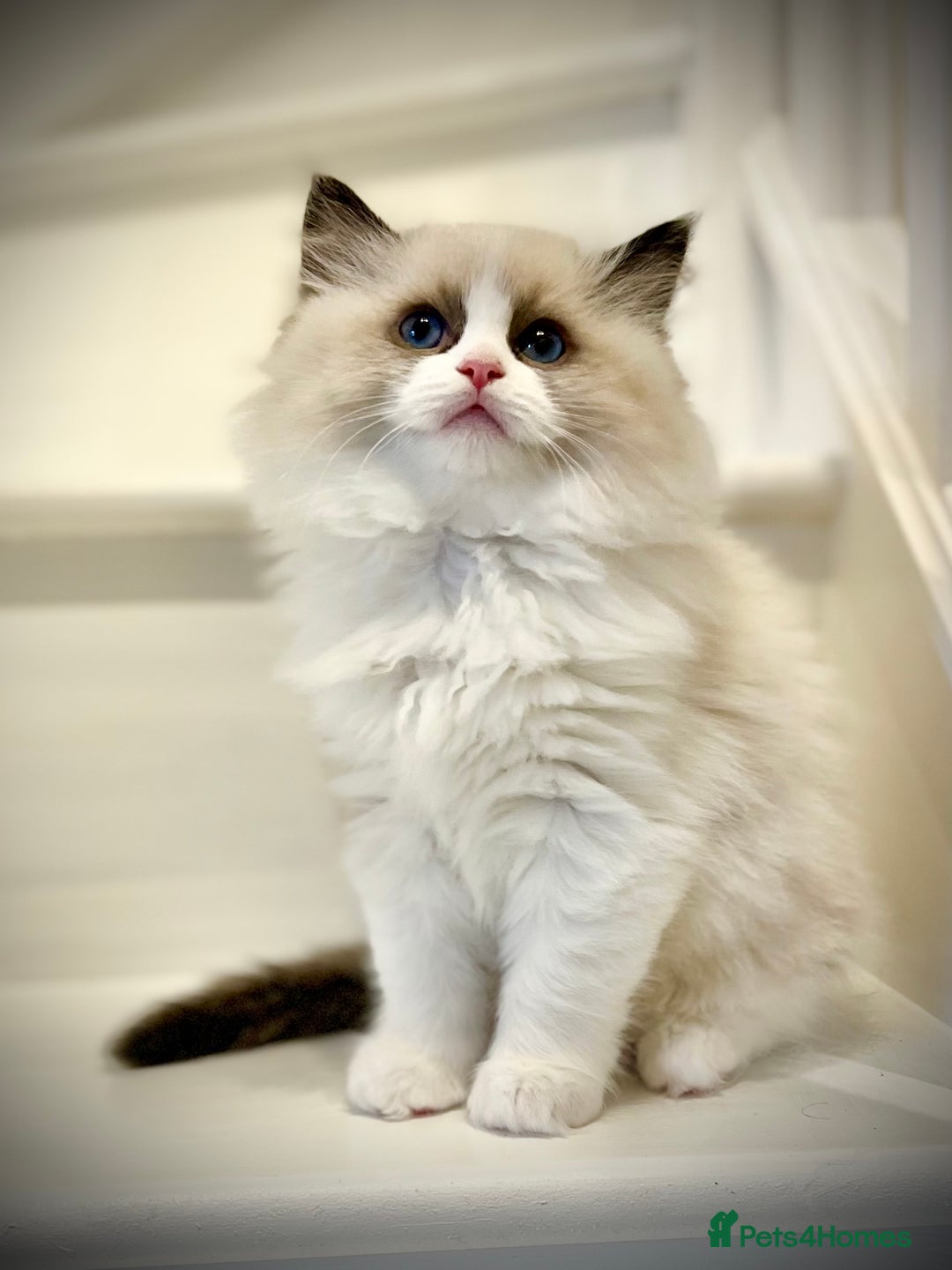 Ragdoll cats for sale: Exquisite Seal Bicolour Ragdoll Boys dolly face - Image 2