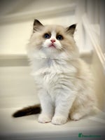 Ragdoll cats - Advert 4