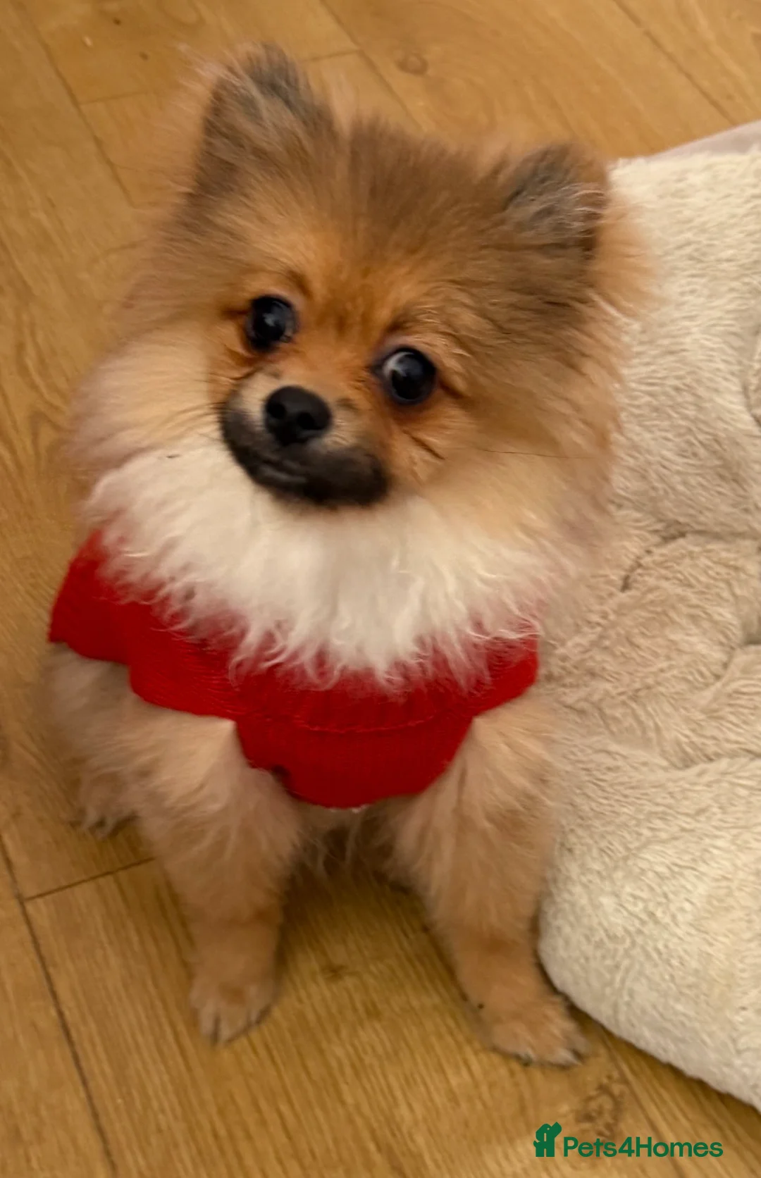 Pomchi dogs for sale: Gorgeous Pomeranian x 6 months old male puppy - Advert 5