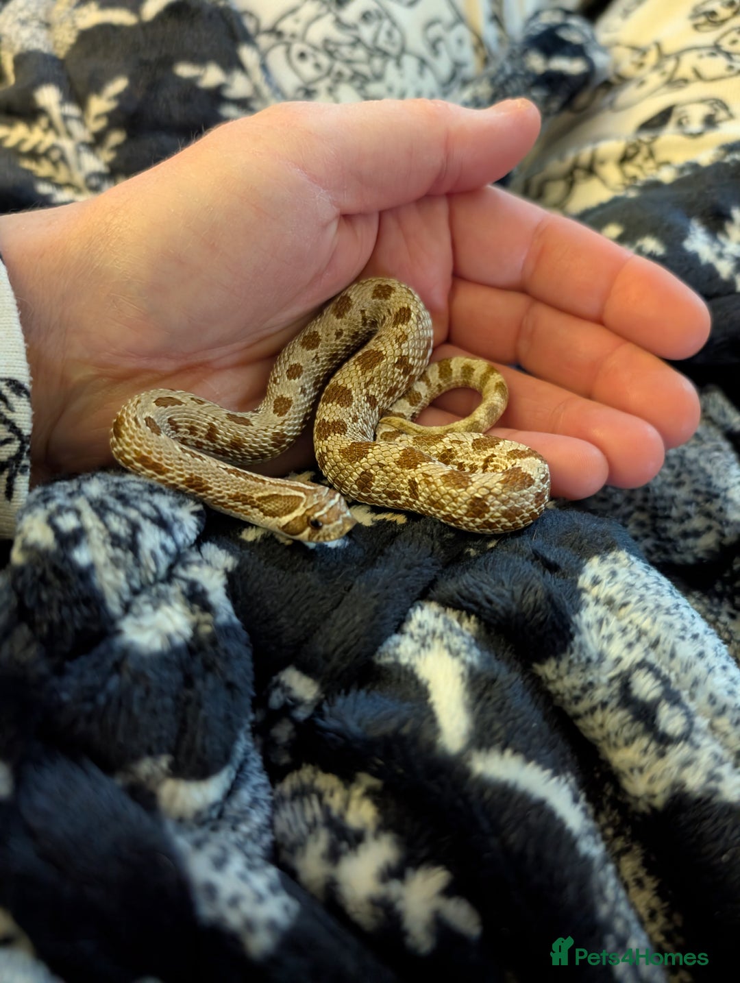 Snake reptiles for sale: Hognose male  - Advert 4