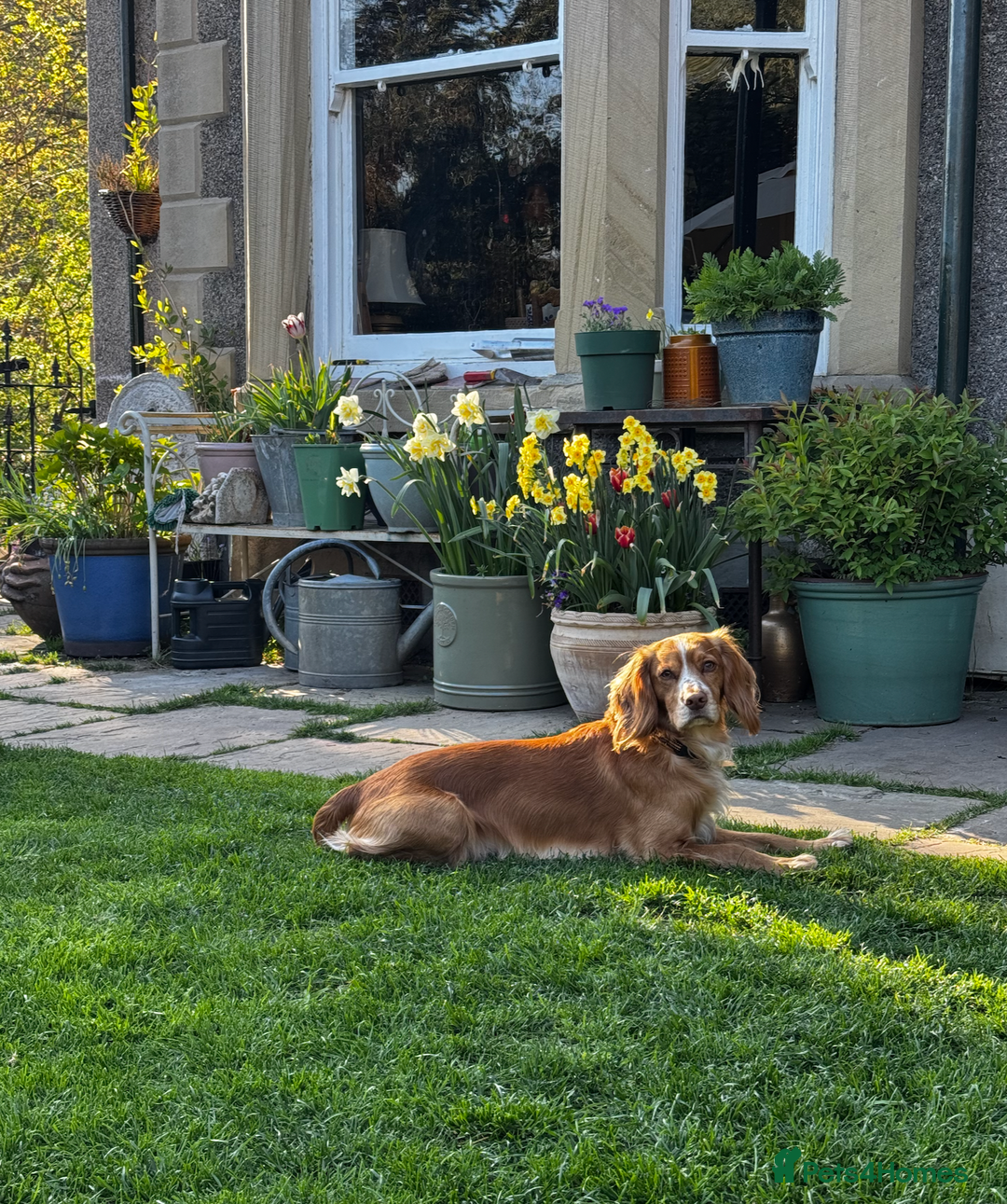 Cocker Spaniel dogs for stud: KC Working Cocker Spaniel - Advert 2