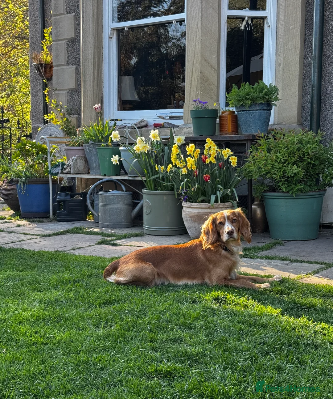 Cocker Spaniel dogs for stud: KC Working Cocker Spaniel - Advert 2