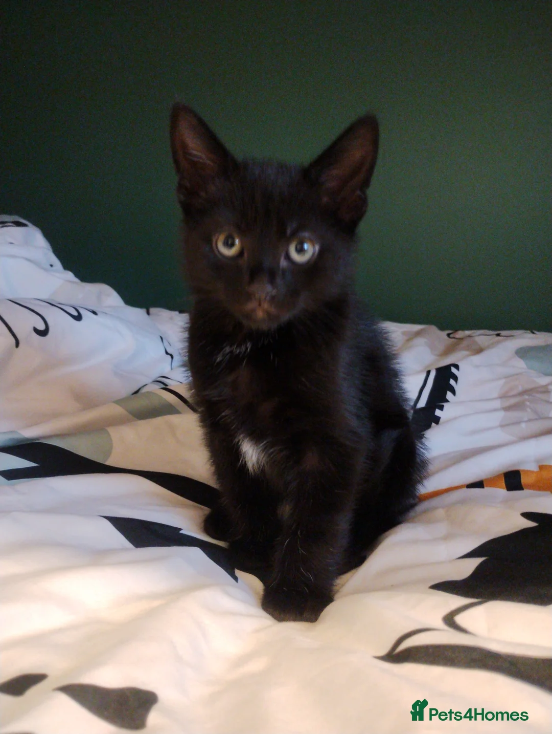 Mixed Breed cats for sale: Beautiful kittens - Advert 4