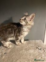 Maine Coon cats Full Maine Coon Black Silver Female kitten - Advert 16