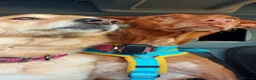 Ibizan Hound dogs for adoption: Cati a lovely calm girl who loves other dogs  in Alfreton - Advert 14