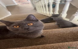 British Shorthair cats for sale: British short hair  - Image 2