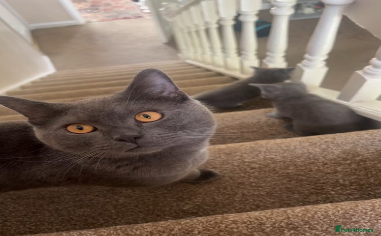 British Shorthair cats - Advert 4