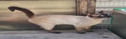 Mixed Breed cats for sale: *Litter trained*Guaranteed to be Cuddly - Advert 3
