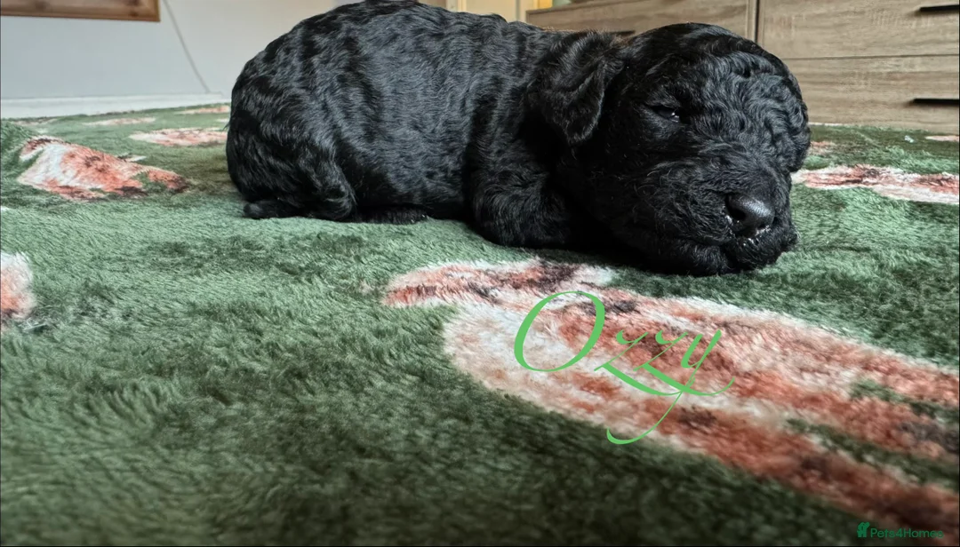 Standard Poodle dogs for sale: Show line standard poodles  - Advert 7