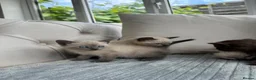 Ragdoll cats for sale: 4 ragdoll x british shorthair kittens  - Advert 10