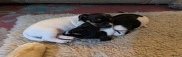 Jack Russell dogs for sale: Jack Russell puppies 8 weeks old - Advert 3