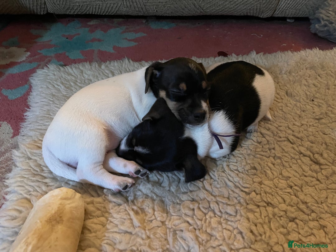 Jack Russell dogs for sale: Jack Russell puppies 8 weeks old - Advert 3