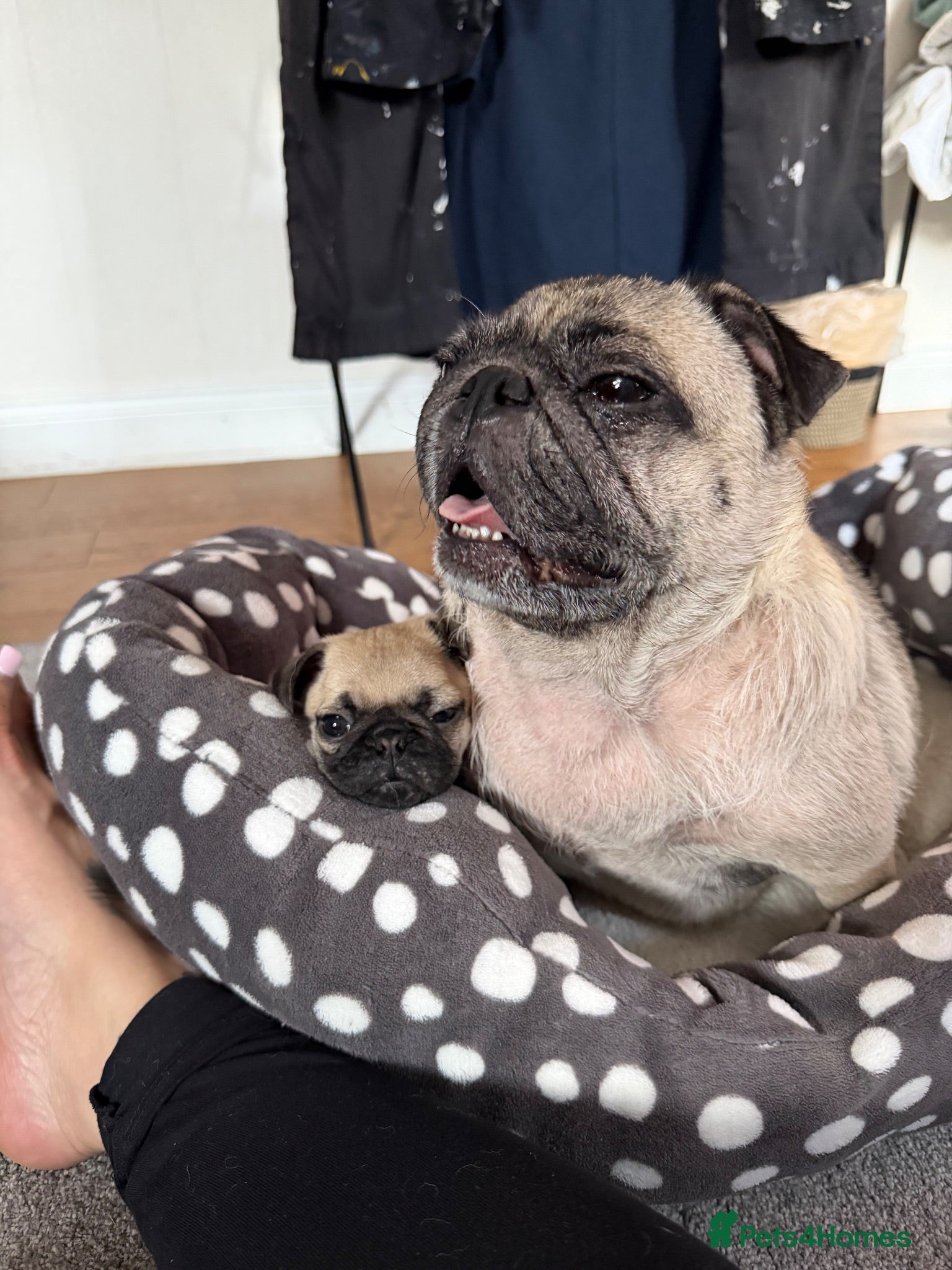 Pug dogs Male pug puppy  - Advert 4