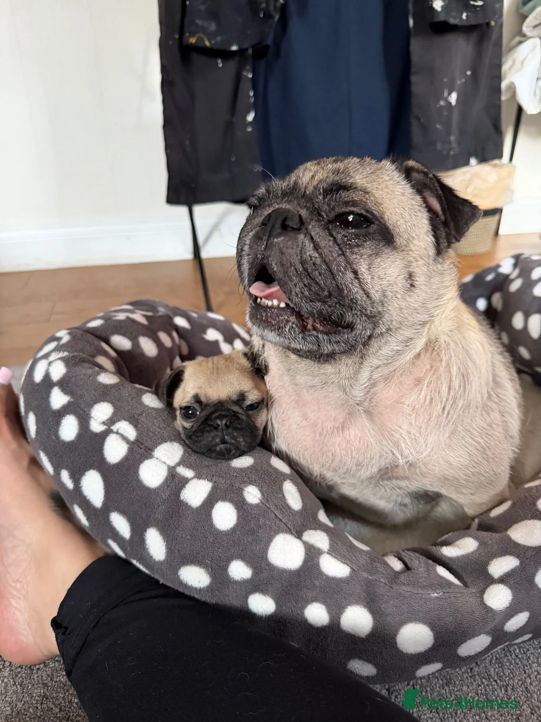 Pug dogs for sale: Male pug puppy  - Advert 1