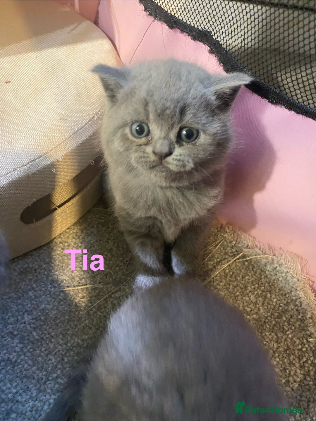 British Shorthair cats for sale: Stunning British short hair GCCF/TICA - Advert 38