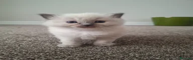 Ragdoll Kitten 3
