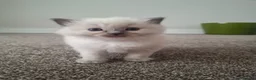 Ragdoll cats for sale: Beautiful playful Ragdolls in Walsall - Advert 6